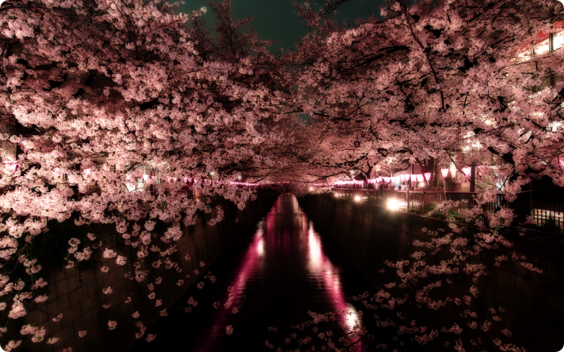 夜桜お花見パーティー