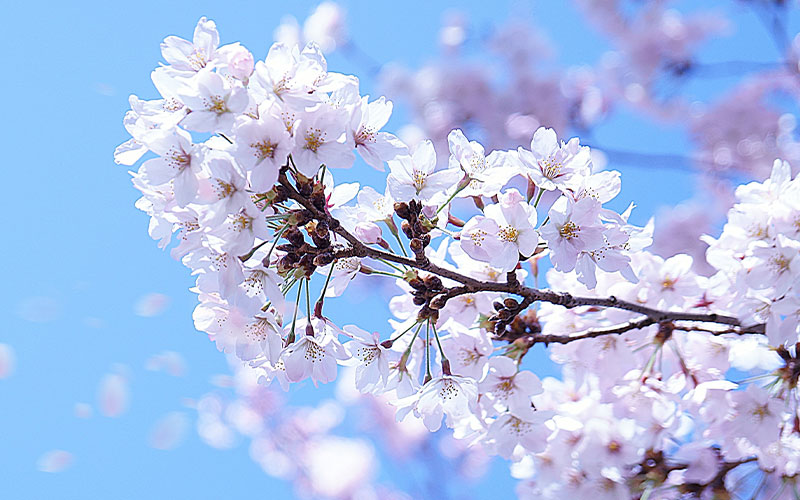 昼の部　卒業イベント　Natsuki Last Party！！